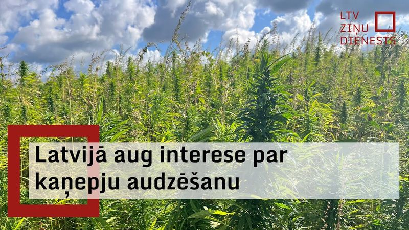 Latvijā arvien vairāk zemnieku pievēršas kaņepju audzēšanai