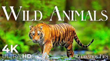 Wild Animals 4K • Untamed Nature Relaxation Film with Peaceful Music