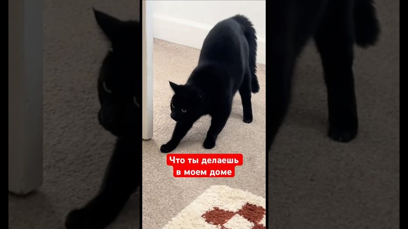 Что ты делаешь в моем доме