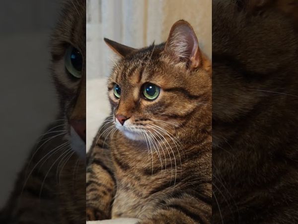 Пожарные 🚒🧑‍🚒😻🤣 #cat #кот #юмор #котушка #приколы #цитаты