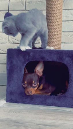 😂#рекомендации #животныеприколы #кошкисобаки #домдурдом