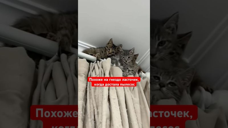 Похоже на гнездо ласточек, когда достала пылесос