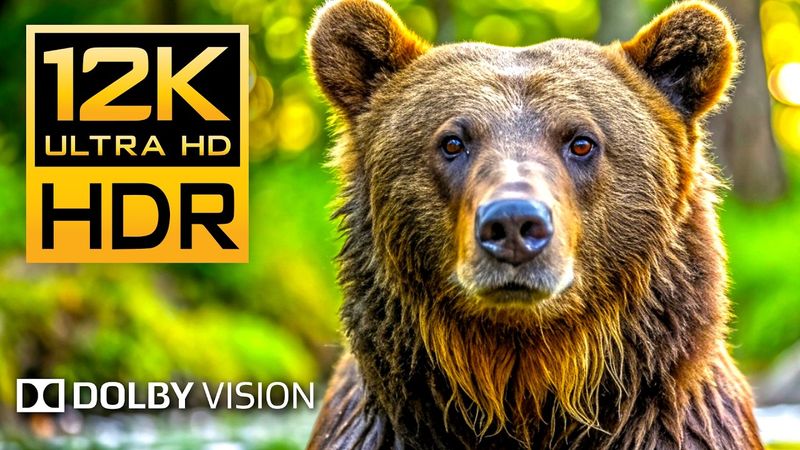 12K HDR 240fps Dolby Vision - Wildlife & Animal Adventures [ 8K Earth ]