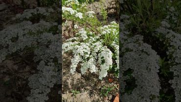 Спирея серая.