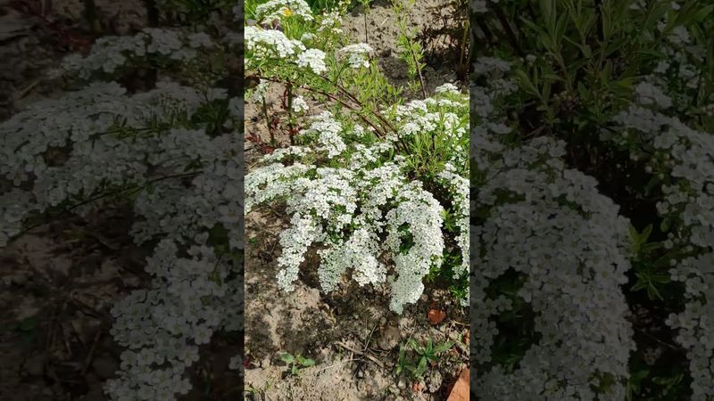 Спирея серая.