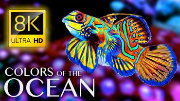 The Colors of the Ocean 8K ULTRA HD - The Best 8K Sea Animals for Relaxation & Calming Music