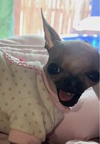 Oooo 👹 #hairless #Chihuahua #scary #lovebug