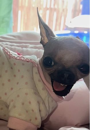 Oooo 👹 #hairless #Chihuahua #scary #lovebug