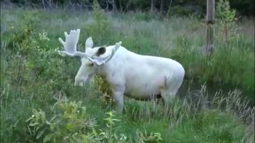 Ну ты лось в натуре конь)))