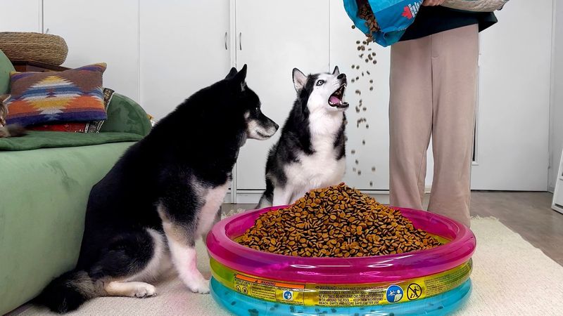Des chiens Husky sont choqués de voir une piscine remplie de nourriture