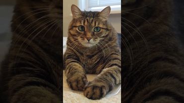 Сильных не любят 🤔🙀😉😻 #cat #кот #котушка #приколы #цитаты