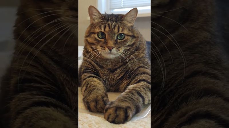 Сильных не любят 🤔🙀😉😻 #cat #кот #котушка #приколы #цитаты