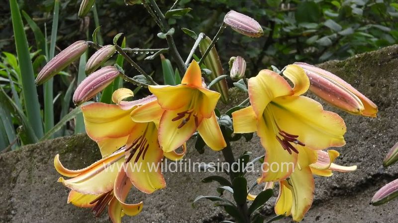 Giant Lily Trees grow at wildfilmsindia arboretum in the western Himalaya