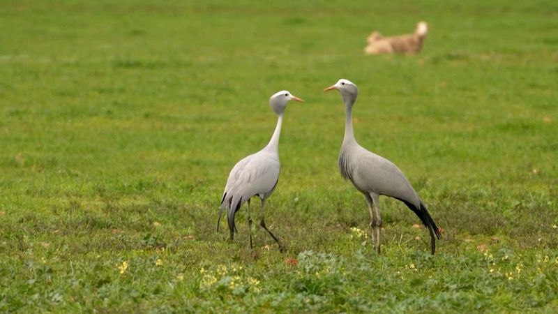 В Африке спасают от исчезновения журавлей Стэнли
