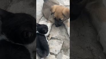 Мышык чычкан😹😹том Жери