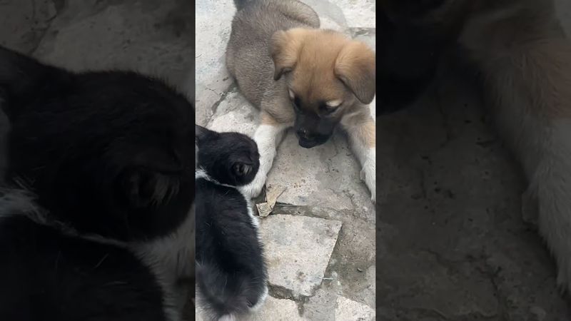 Мышык чычкан😹😹том Жери