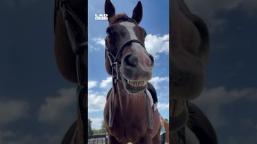 Horse poses for the camera 🤣 (🎥: ViralHog)
