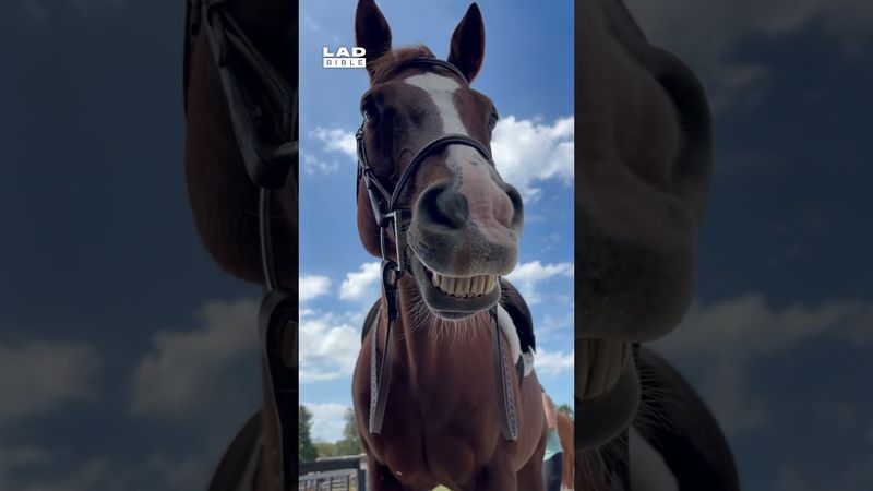 Horse poses for the camera 🤣 (🎥: ViralHog)