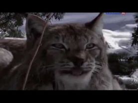 Рейтинг Баженова  Самые опасные животные России № 11