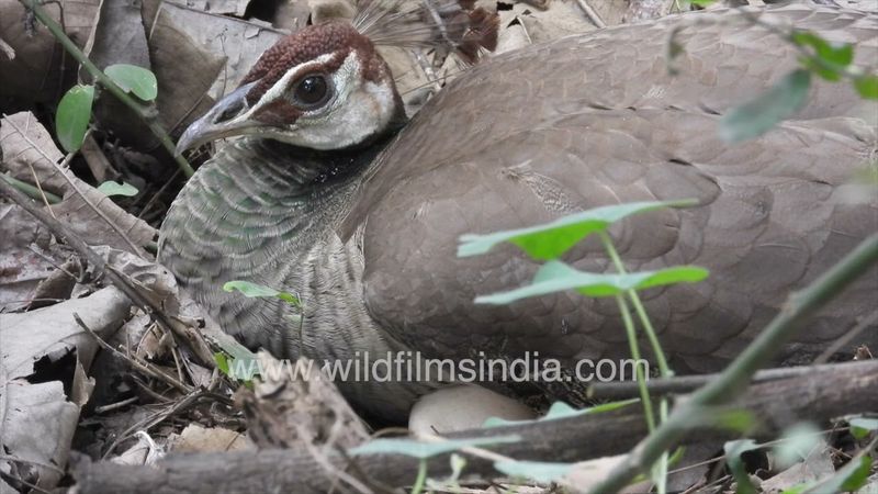 Peahen sits on her clutch of eggs, turns them during incubation, camouflaged on the ground