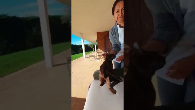 Лечение кошки Матрицей Гаряева #матрицыгаряева #гаряев #матрицагаряева #shorts