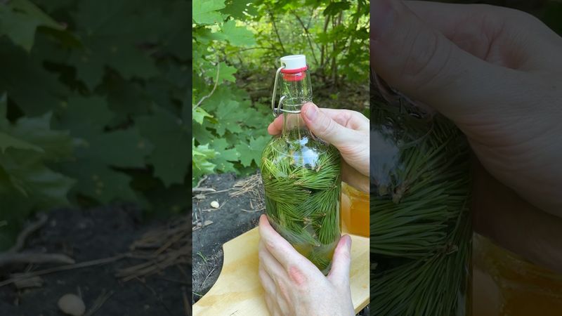 Хвойный лимонад с лаймом 🌲 #выживание #кемпинг #бушкрафт