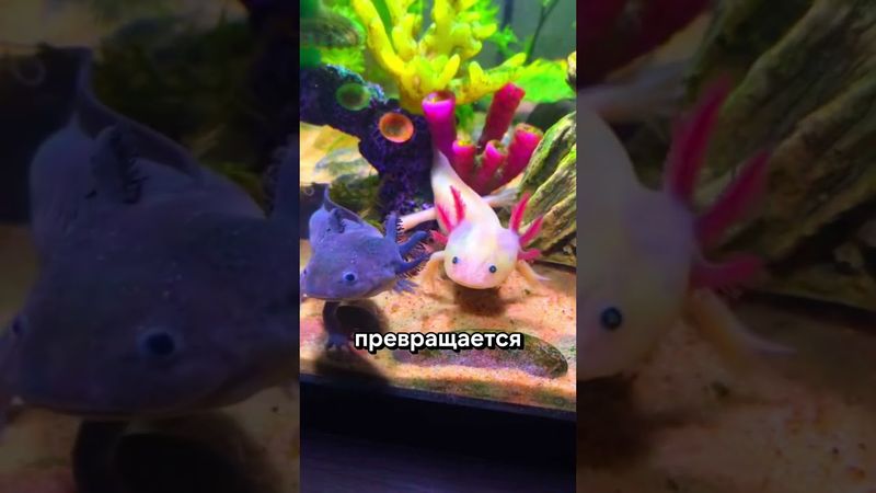 Аксолотль — бессмертный мутант!