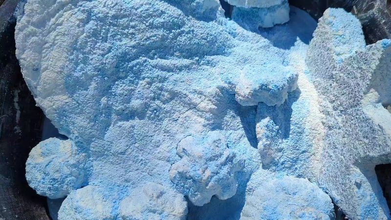 Icy Blue 🥶 Super Soft & Powdery Reforms