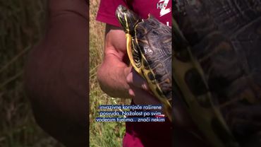 "Zlikovci u prirodi"