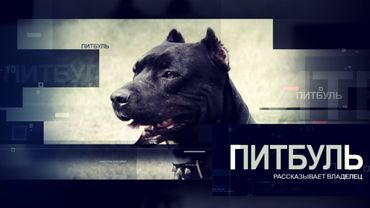 ПИТБУЛЬ. Все о породе. Рассказывает владелец