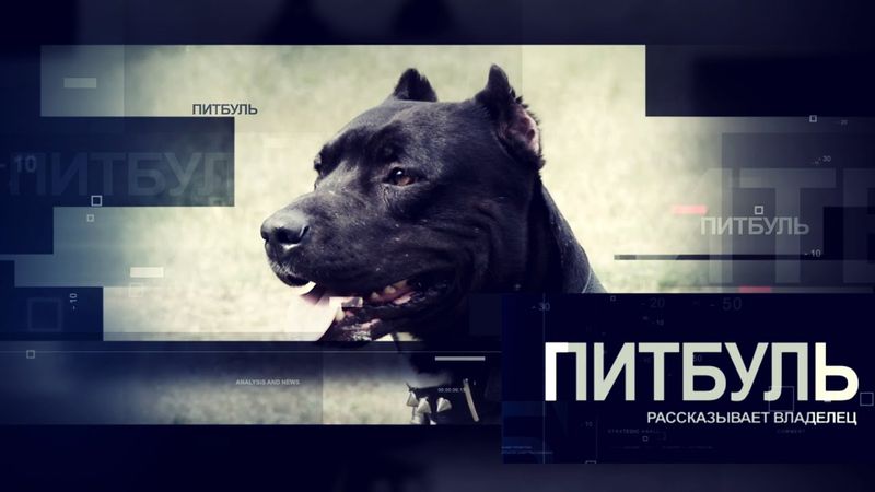 ПИТБУЛЬ. Все о породе. Рассказывает владелец