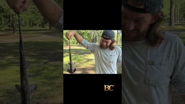 Hammerhead shark falls from sky in South Carolina, interrupting disc golf game