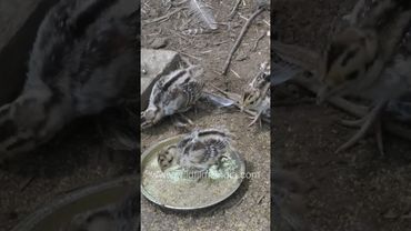 Cute newborn Pheasant chicks snuggle in to their mum's belly feathers