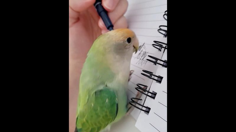 Parrots are the best students #parrots