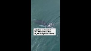 White whale calf spotted off NSW coast