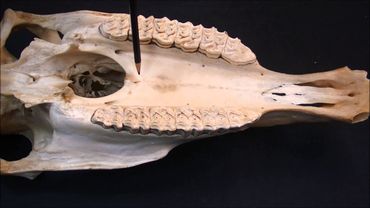 верхнечелюстная кость домашних животных