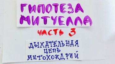 Тканевое дыхание. Ч. 3. Гипотеза Митчелла. Как работает ДЦ МХ. Биохимия