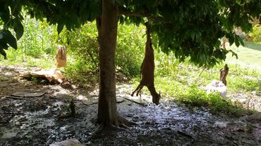 ✅ Comindo chivo asado  el campo con mi familia