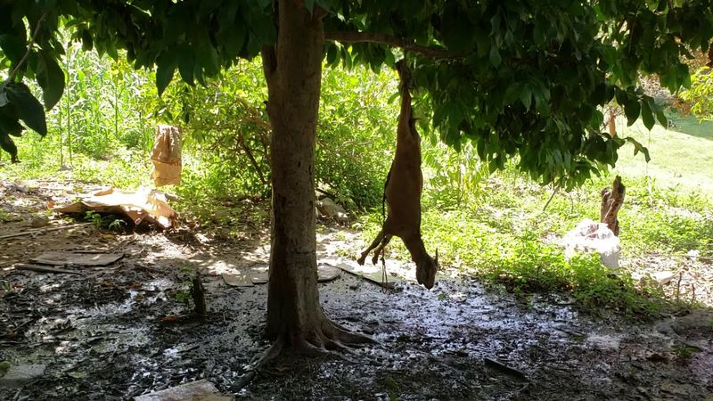 ✅ Comindo chivo asado  el campo con mi familia