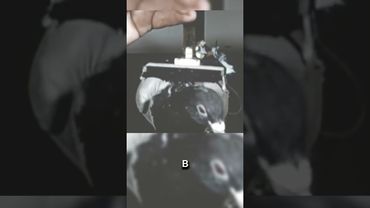 Эта БОМБА управляется голубем! 😱💥 #факты