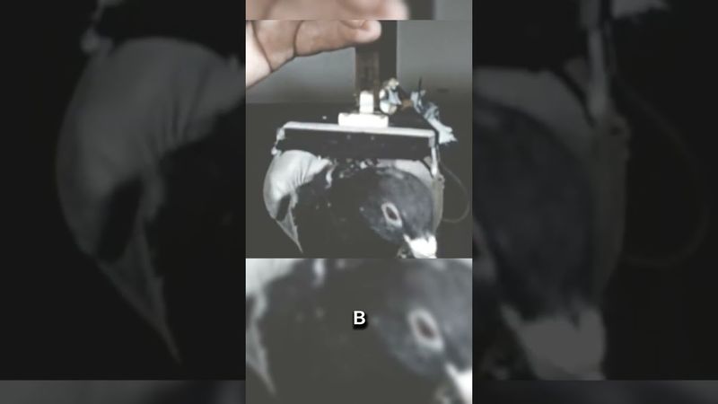 Эта БОМБА управляется голубем! 😱💥 #факты