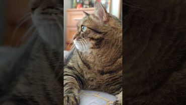 61 июня 🤔😉🤗🤣 #cat #кот #юмор #котушка #приколы #цитаты #смех