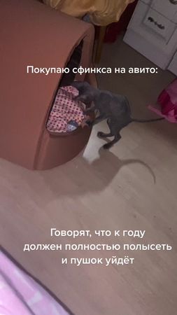 #tiktok #love #cat #любимецсемьи♥️