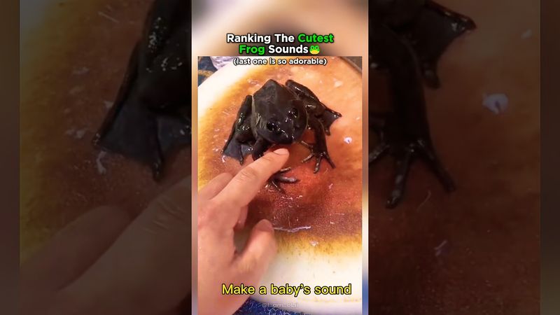Top 8 Cutest Frog Sounds Ranked!