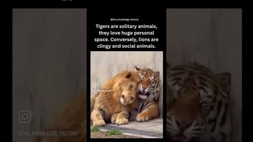 Lions and tigers and cuddles oh my!