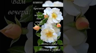 🌺 •ДОБРЫЙ ВЕЧЕР• ПУСКАЙ ВЕЧЕРНИЙ ОТДЫХ ПРИНЕСЕТ ВАМ УСПОКОЕНИЕ❤️•#shorts