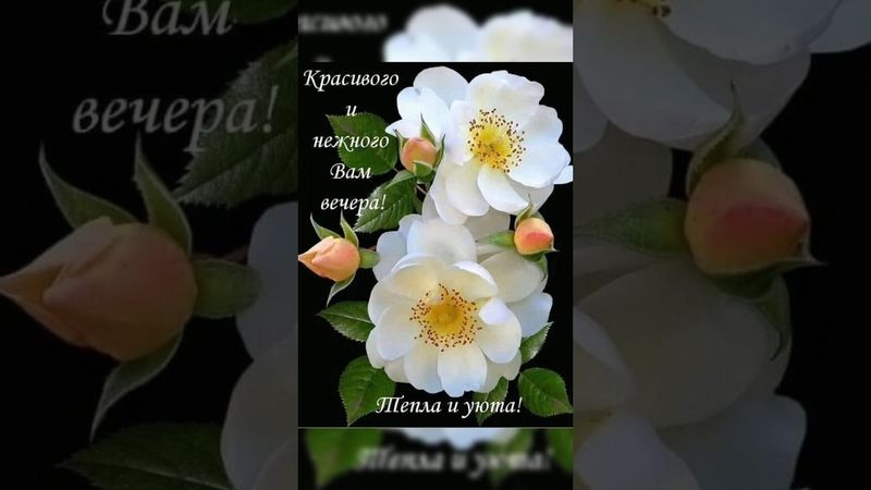 🌺 •ДОБРЫЙ ВЕЧЕР• ПУСКАЙ ВЕЧЕРНИЙ ОТДЫХ ПРИНЕСЕТ ВАМ УСПОКОЕНИЕ❤️•#shorts