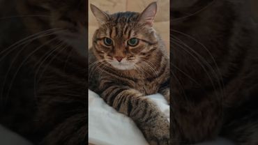 Большая разница 🙀😉🤗🤣 #cat #кот #юмор #котушка #приколы #цитаты