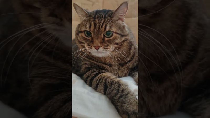 Большая разница 🙀😉🤗🤣 #cat #кот #юмор #котушка #приколы #цитаты