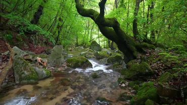 Mystical Forest Sounds, Stream Sounds, Birdsong